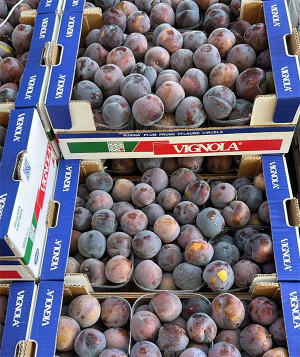Susine - Vignola - 2,80 euro al chilogrammo